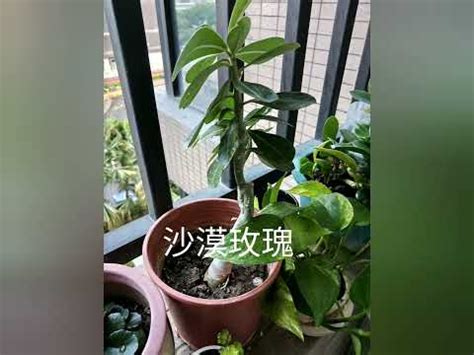 西曬陽台樹木|西曬陽台適合種什麼？打造西曬陽台觀賞指南 